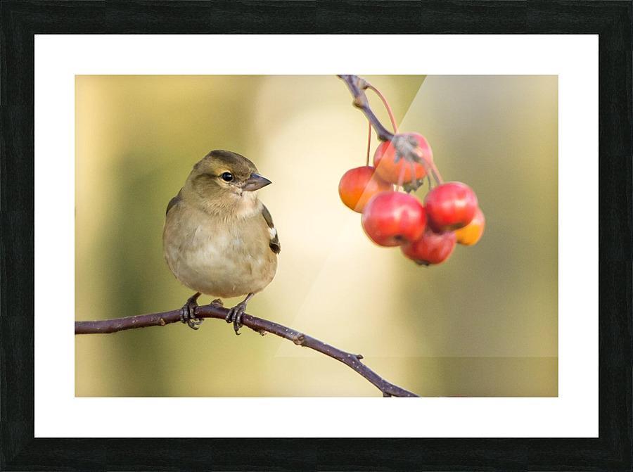 birds regret nothing Picture Frame print