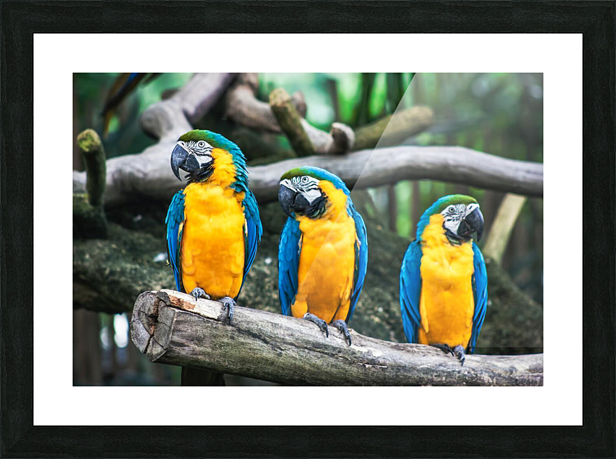 Birds are three Picture Frame print