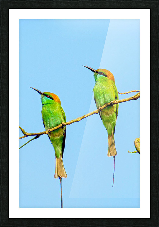 Birds plan things Picture Frame print