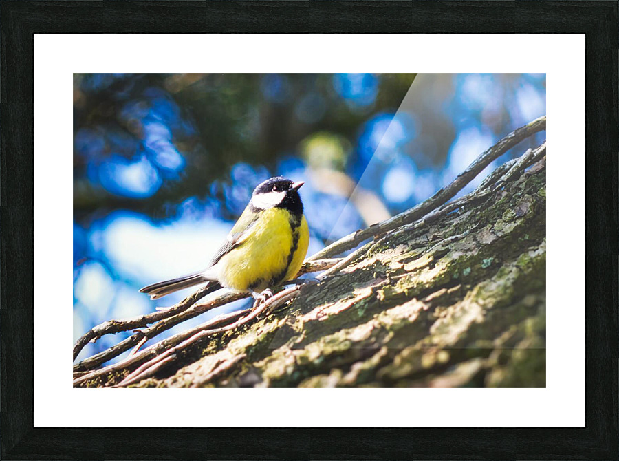 Birds create things Picture Frame print