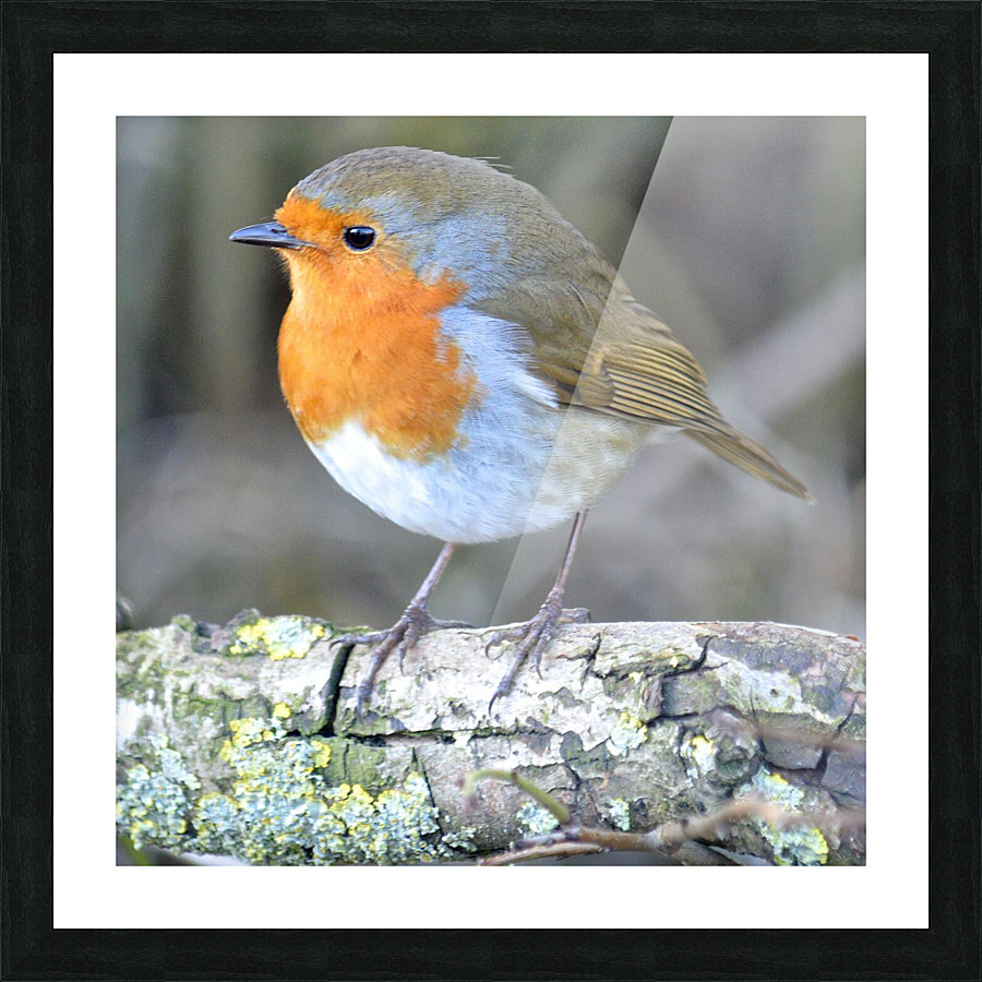 birds are alone here Picture Frame print