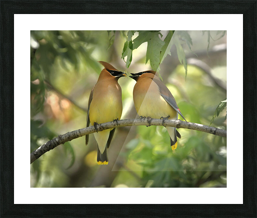 Birds having lunch Picture Frame print