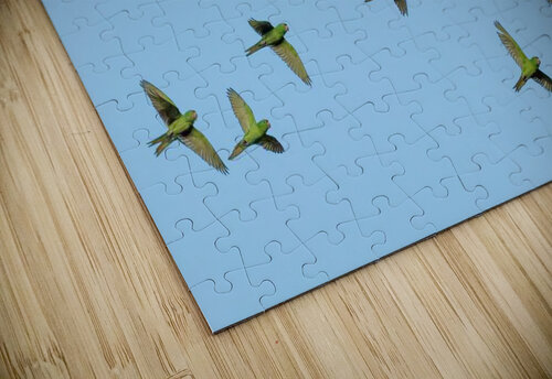 Birds flock too Reg Bender puzzle