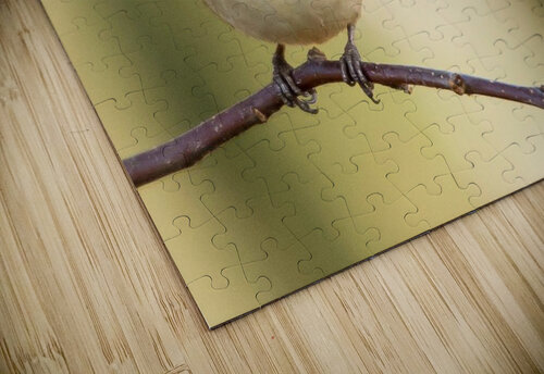 birds regret nothing Reg Bender puzzle