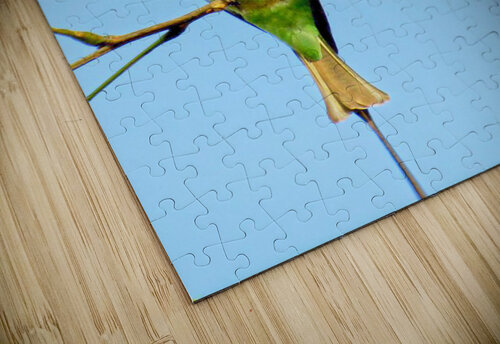 Birds plan things Reg Bender puzzle