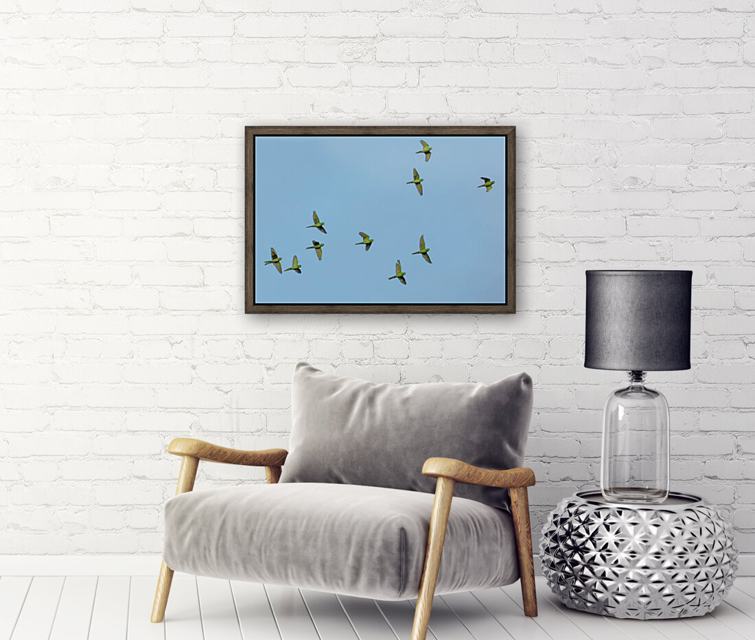 Birds flock too Reproduction