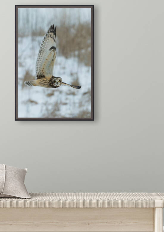 Birds dont get cold in the winter by Reg Bender