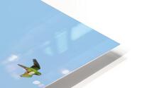 Birds flock too HD Metal print