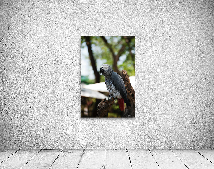 Birds at rest Wall Preview