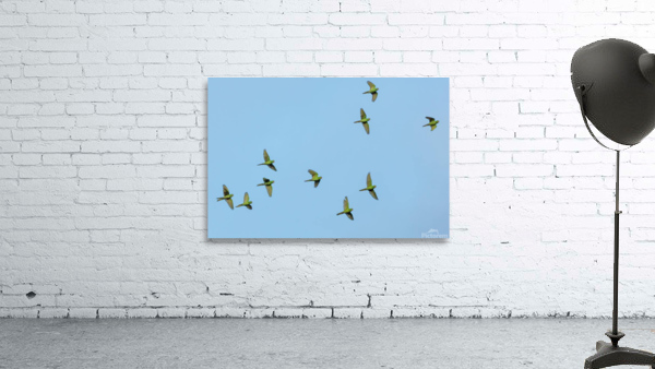 Birds flock too Wall Preview