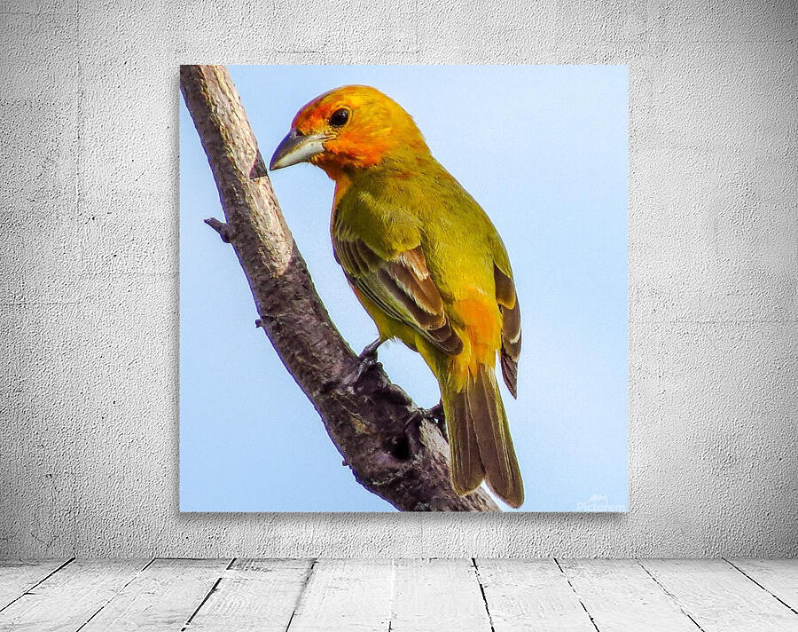 Birds peck things Wall Preview