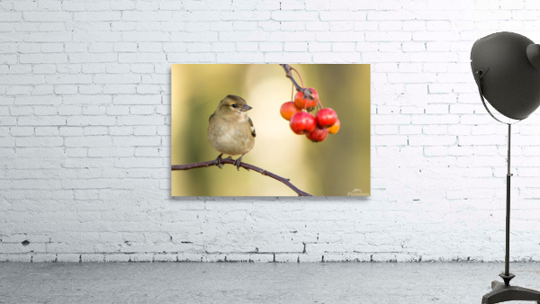 birds regret nothing Wall Preview