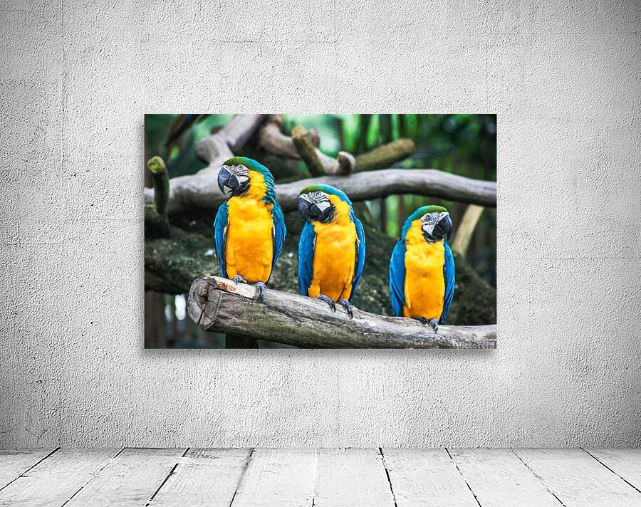 Birds are three Wall Preview
