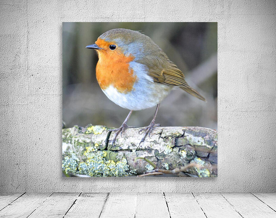 birds are alone here Wall Preview