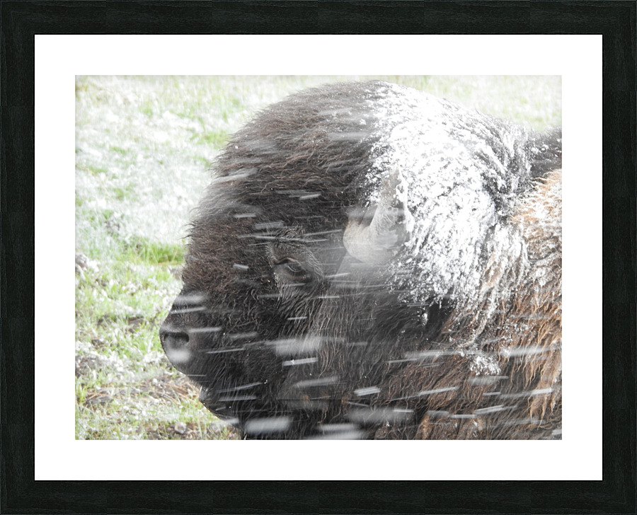 Snowy Bison 7 Picture Frame print