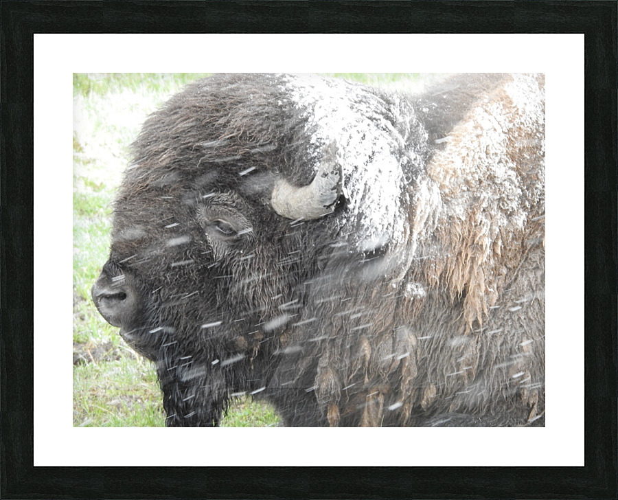 Snowy Bison 6 Picture Frame print