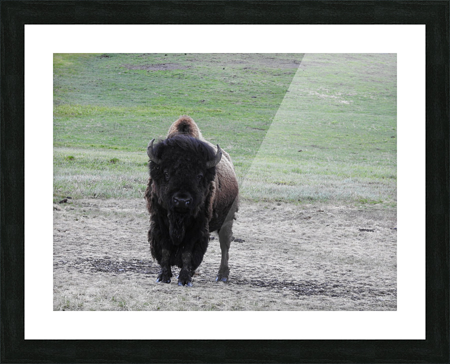 Staring Bison Picture Frame print