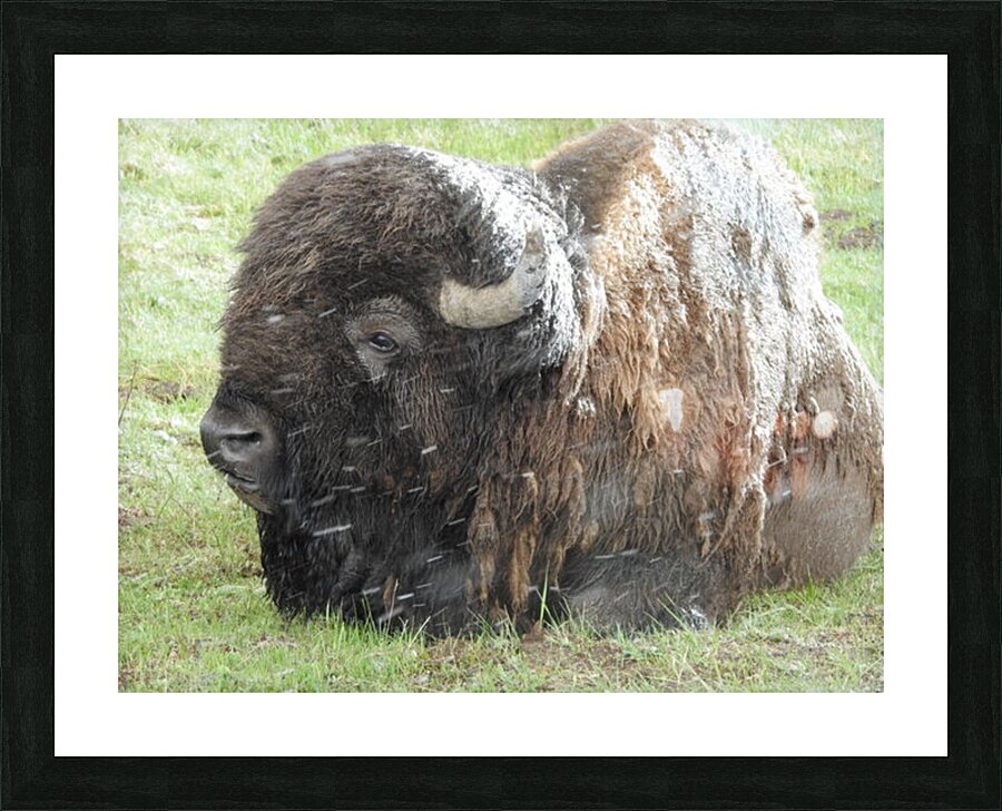 Snowy Bison 4 Picture Frame print