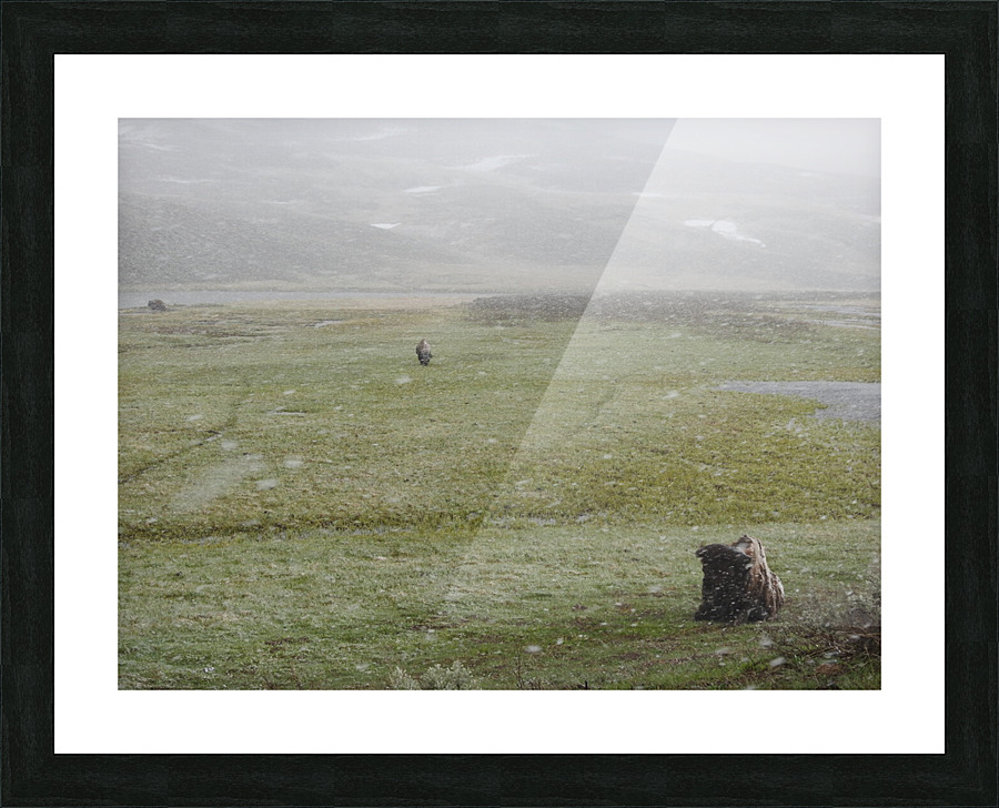 Snowy Bison 3 Picture Frame print