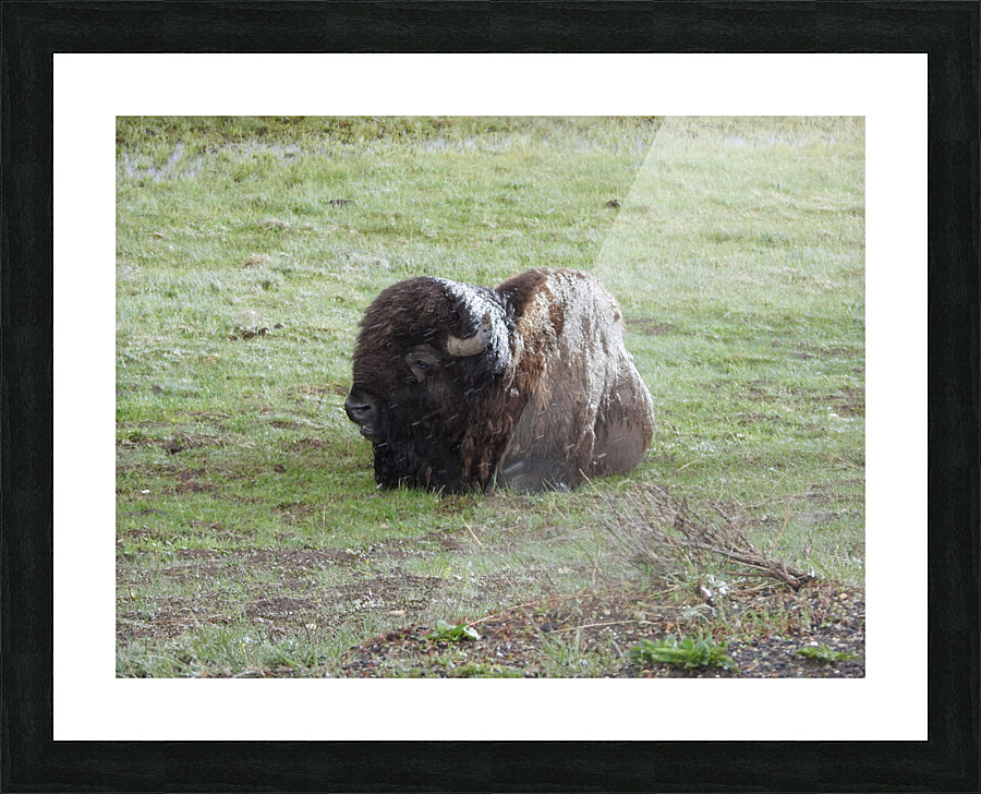 Snowy Bison 2 Picture Frame print