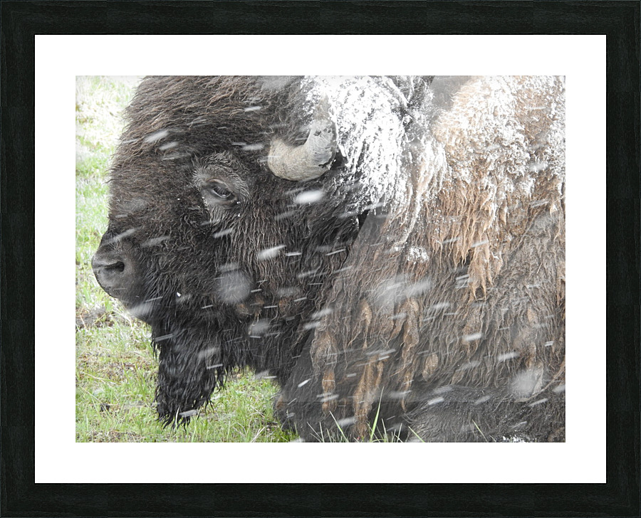Snowy Bison Picture Frame print