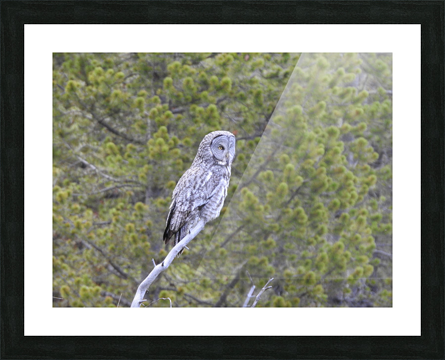 Great Grey Owl Picture Frame print