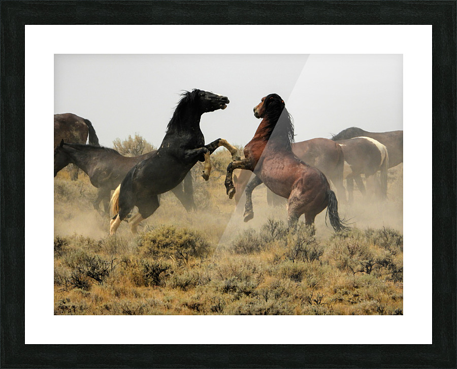 Spurring Stallions Picture Frame print