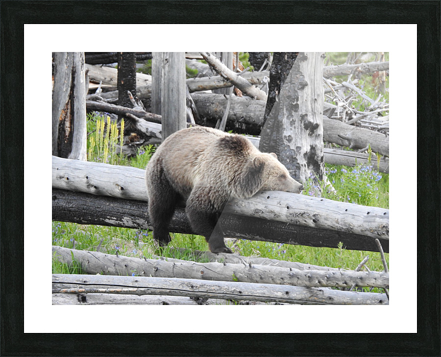 Bored Bear Picture Frame print