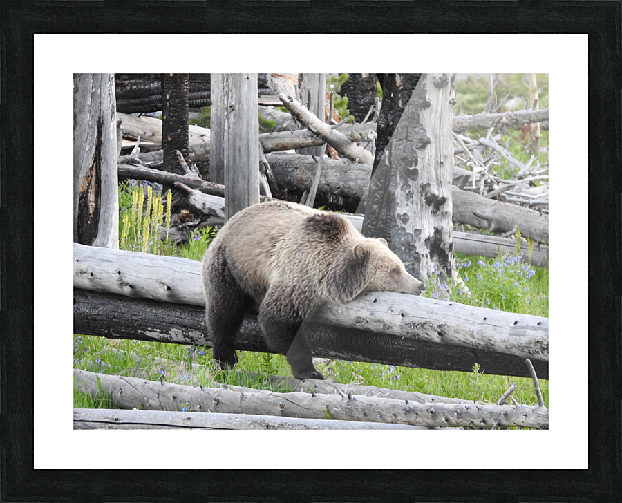 DSCN6184 Picture Frame print