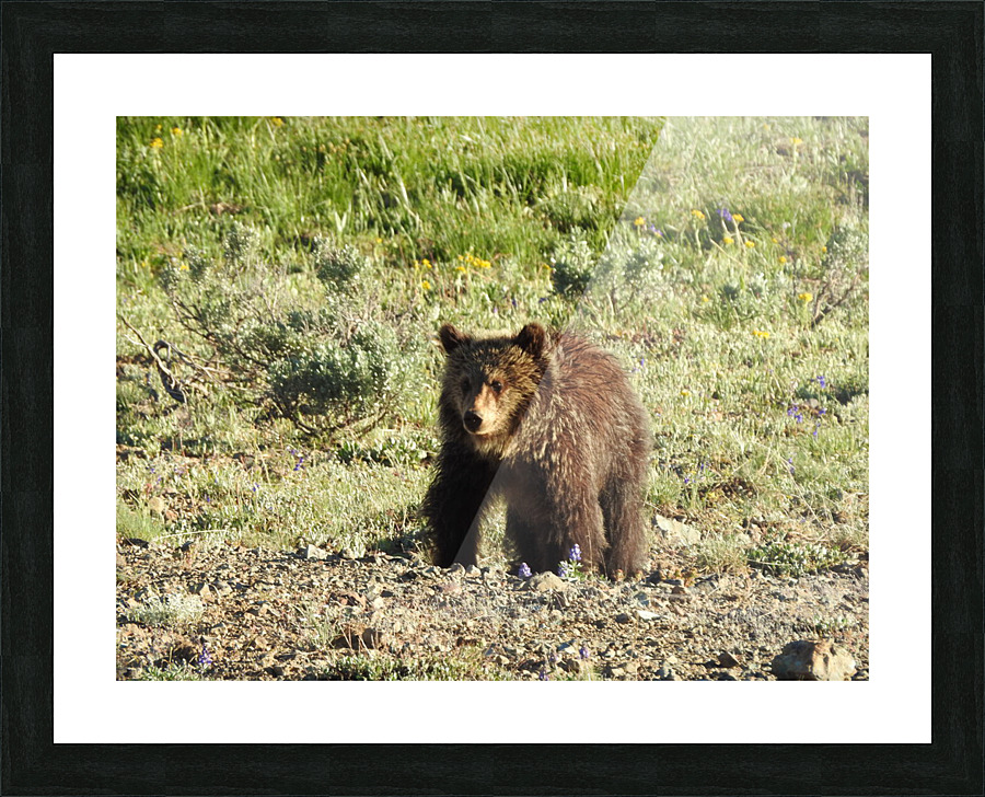 DSCN5904 Picture Frame print