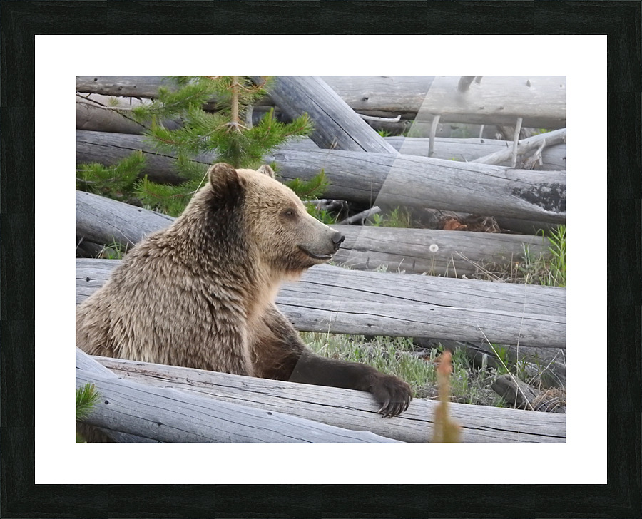 DSCN6248 Picture Frame print