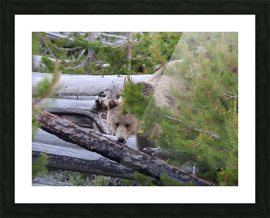 DSCN6228 Picture Frame print