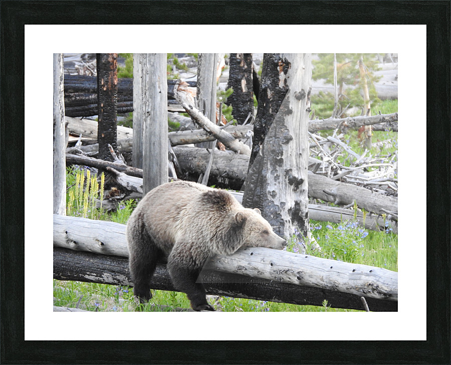 DSCN6178 Picture Frame print