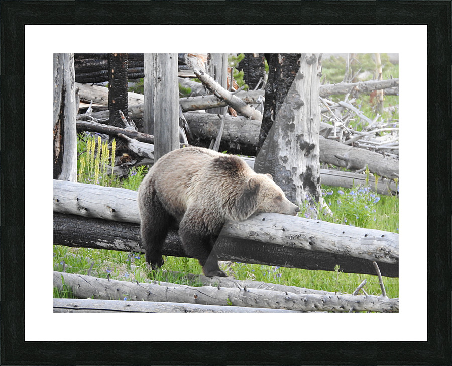 DSCN6185 Picture Frame print