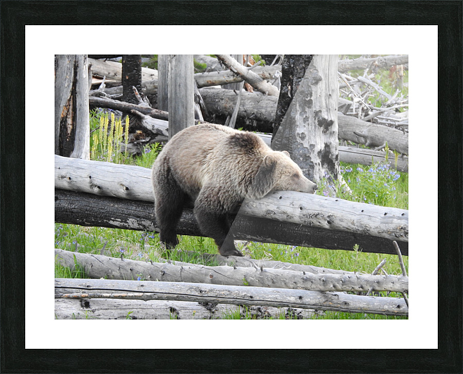 DSCN6179 Picture Frame print