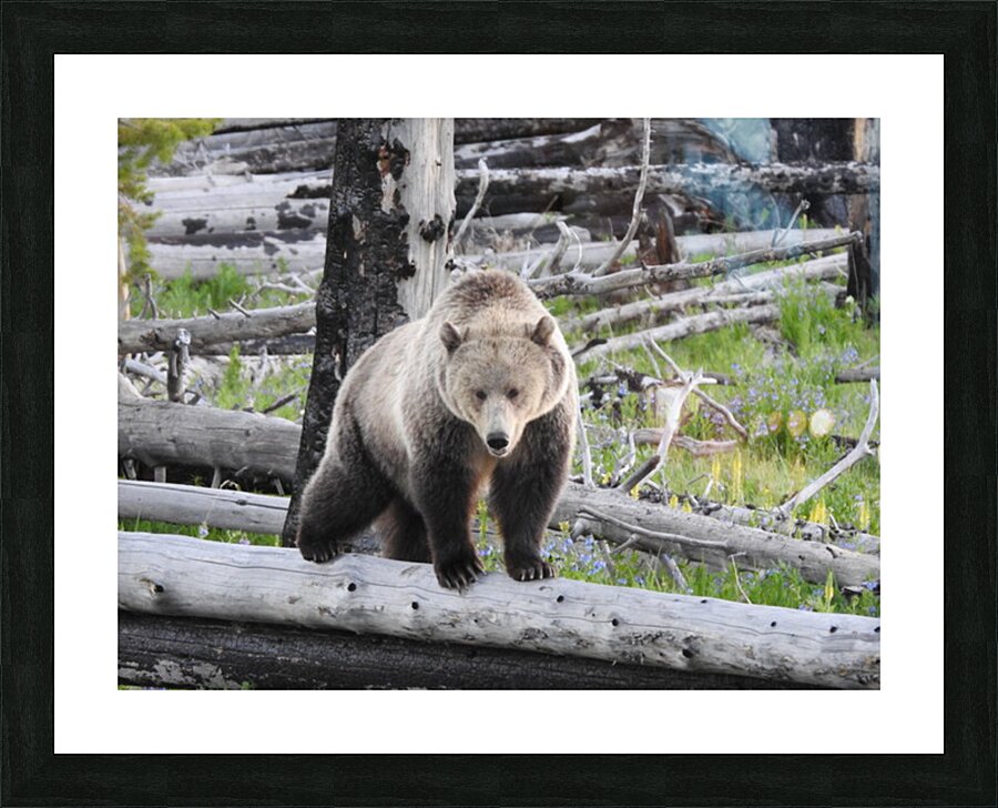 DSCN6162 Picture Frame print