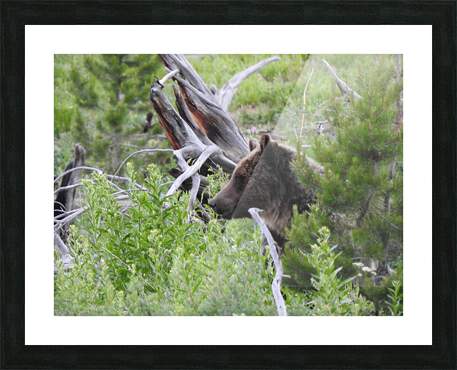 DSCN7332 Picture Frame print