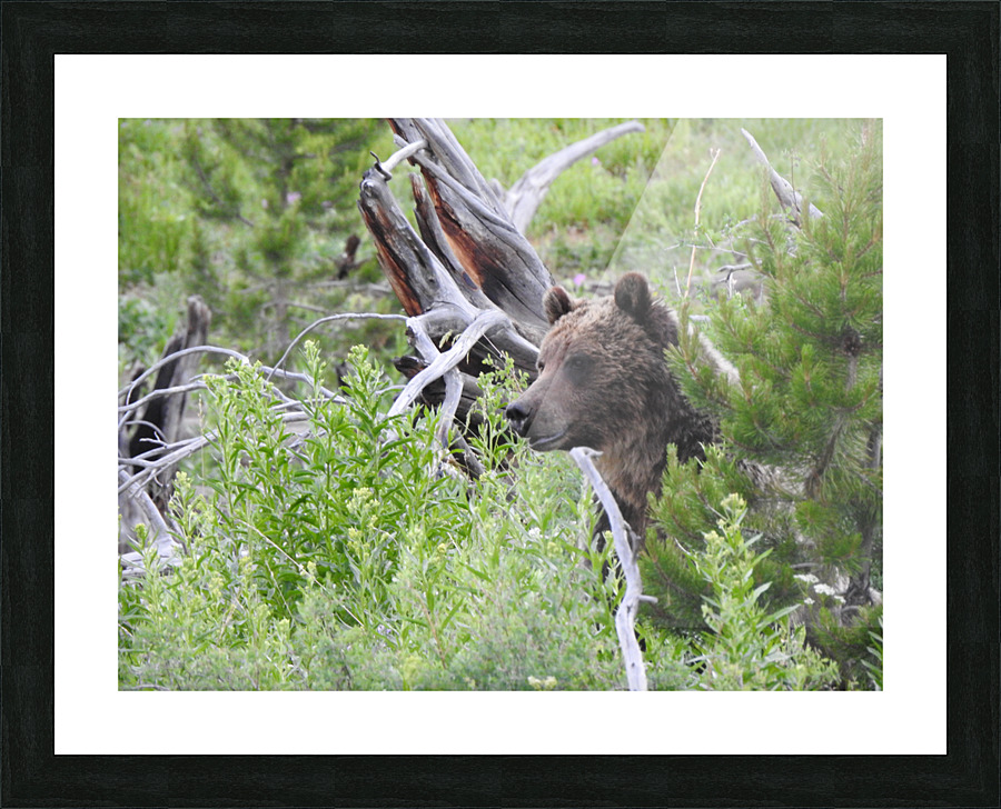 DSCN7329 Picture Frame print