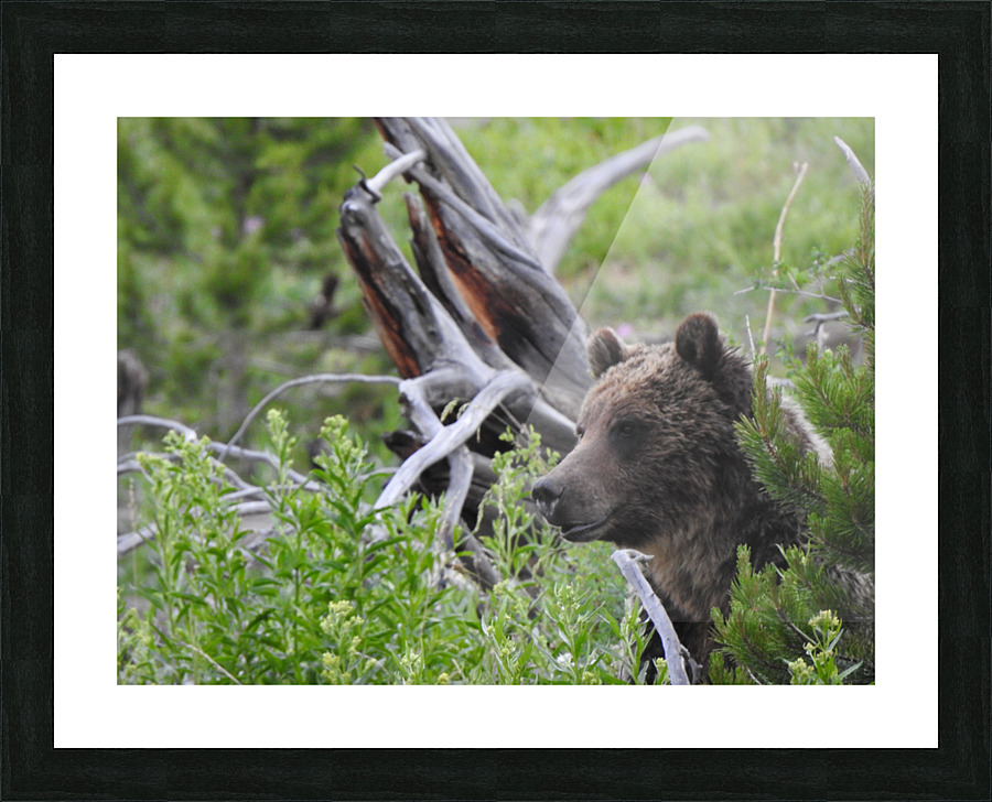 DSCN7330 Picture Frame print