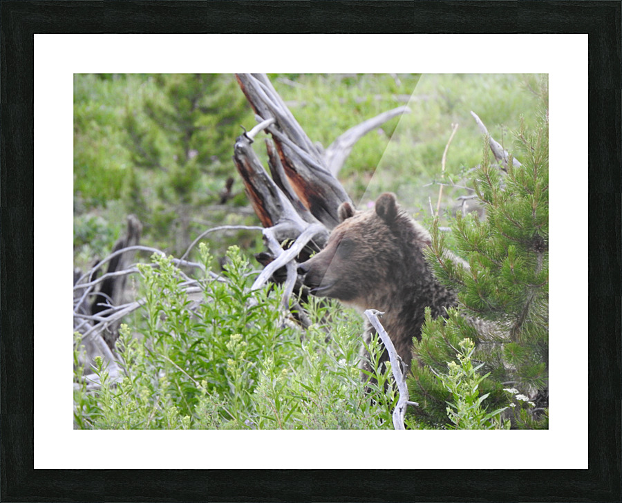 DSCN7328 Picture Frame print