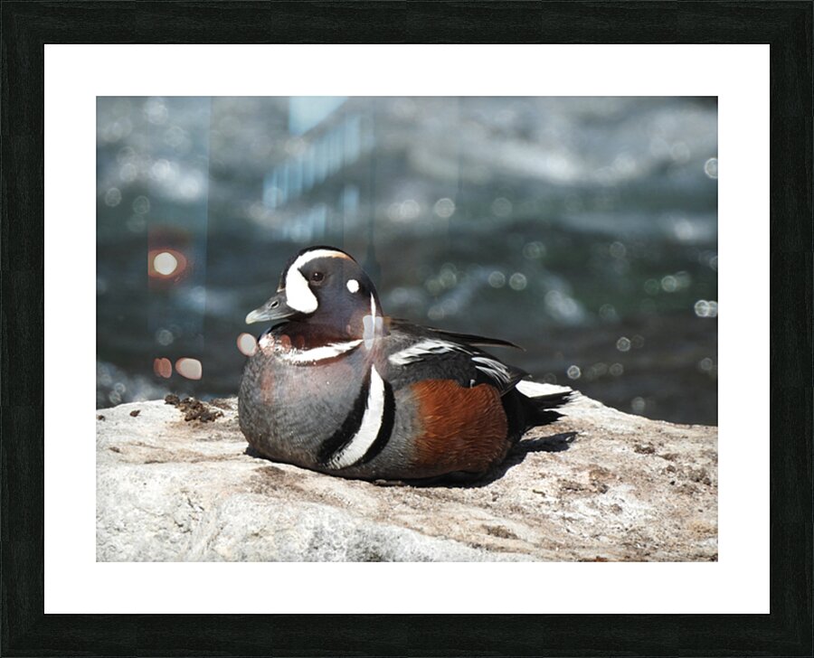 Harlequin Duck  Picture Frame print