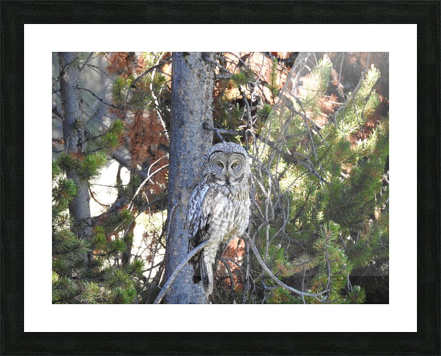 Judgmental Owl Picture Frame print
