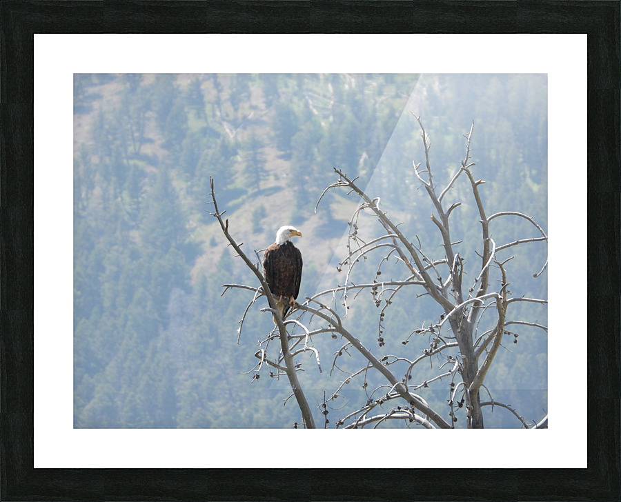 Bald Eagle Picture Frame print