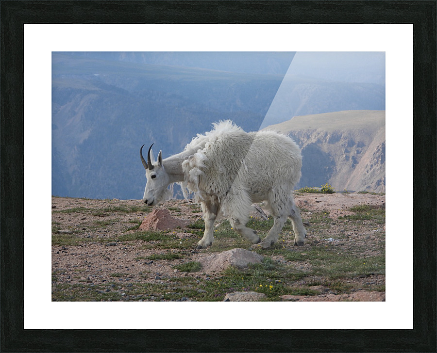 Beartooth Mountain Goat Picture Frame print