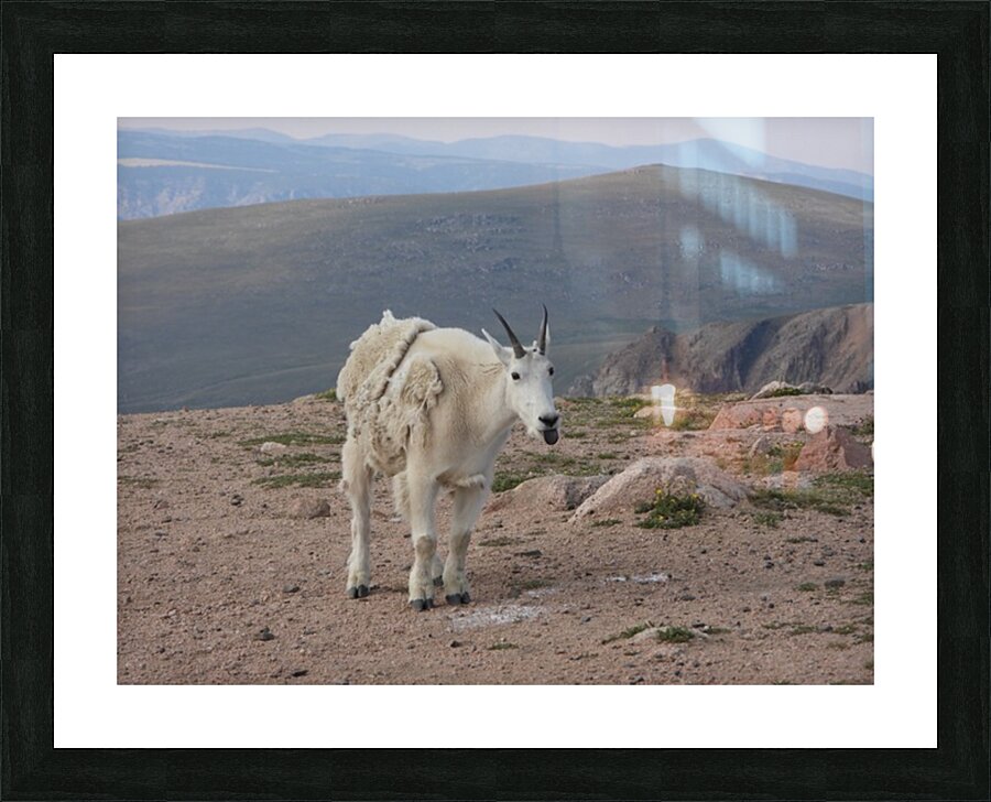 Silly Beartooth Goat Picture Frame print