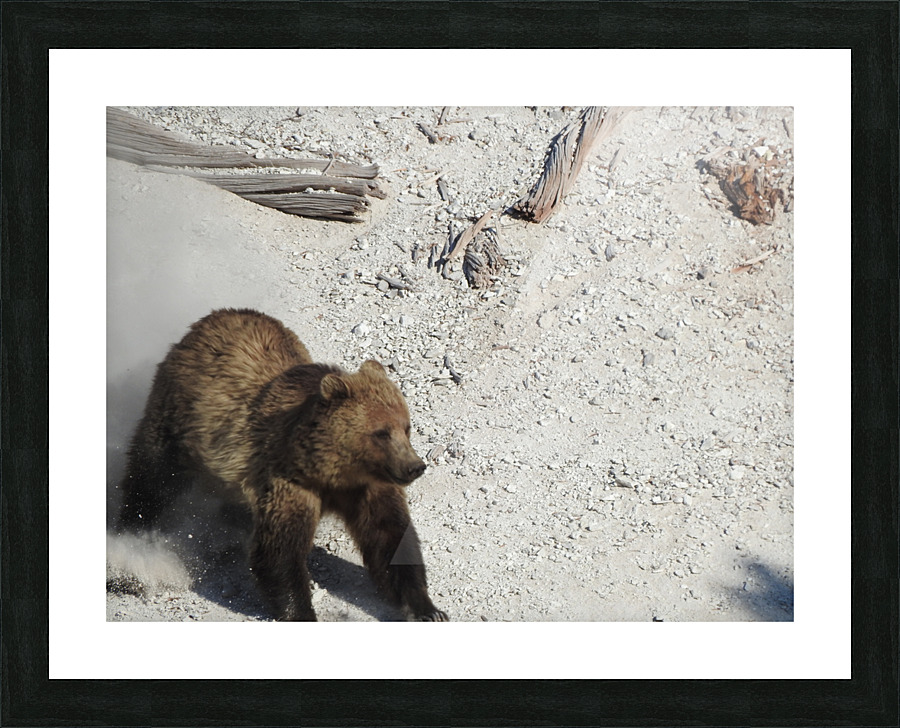 Bear Slide Picture Frame print