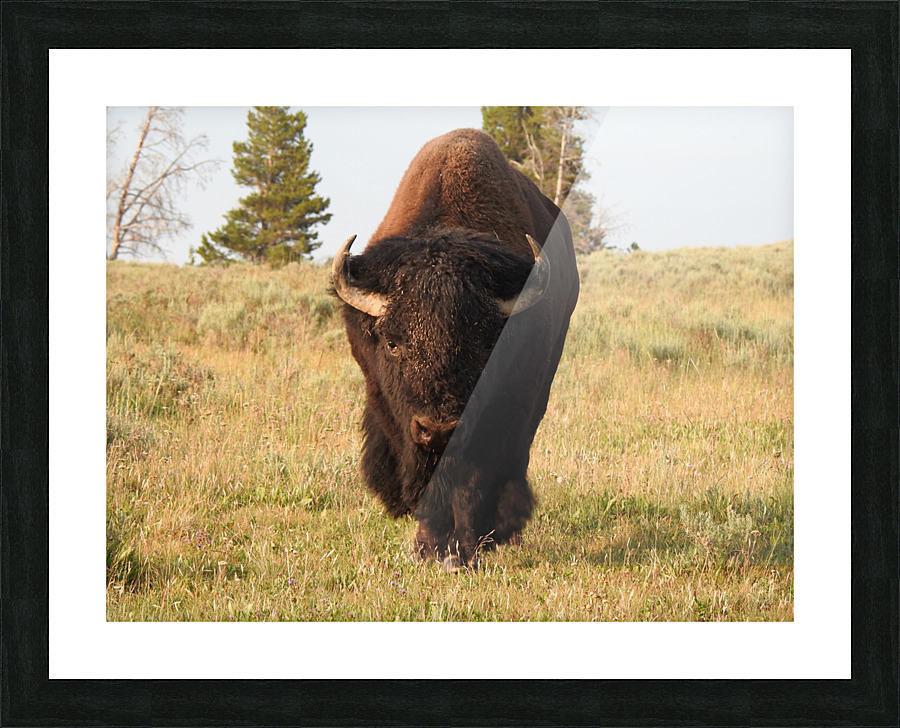 Big Bison Picture Frame print