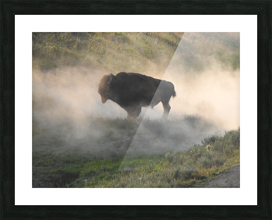 Dusty Bison Picture Frame print