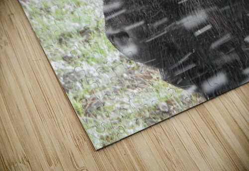 Snowy Bison 7 Emma Richwine puzzle