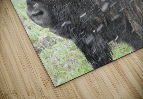 Snowy Bison 6 Emma Richwine puzzle